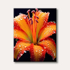 A vibrant orange and red lily bloom covered in sparkling water droplets against a dark background, painted in a realistic style.